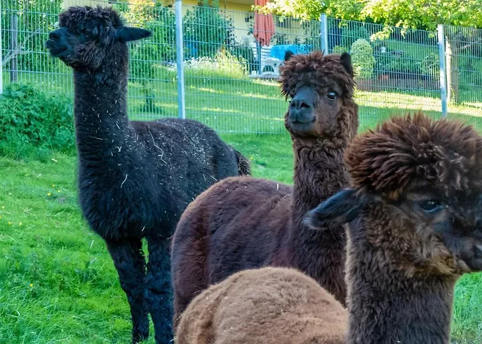 Haus Alpaka بيت للعطل *